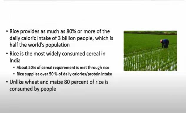 rice situation in the world