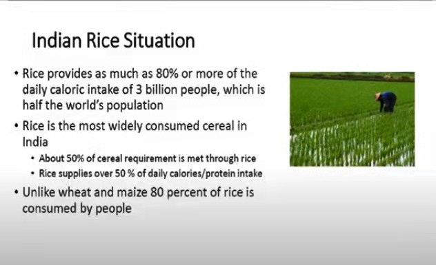 why we need fortified rice